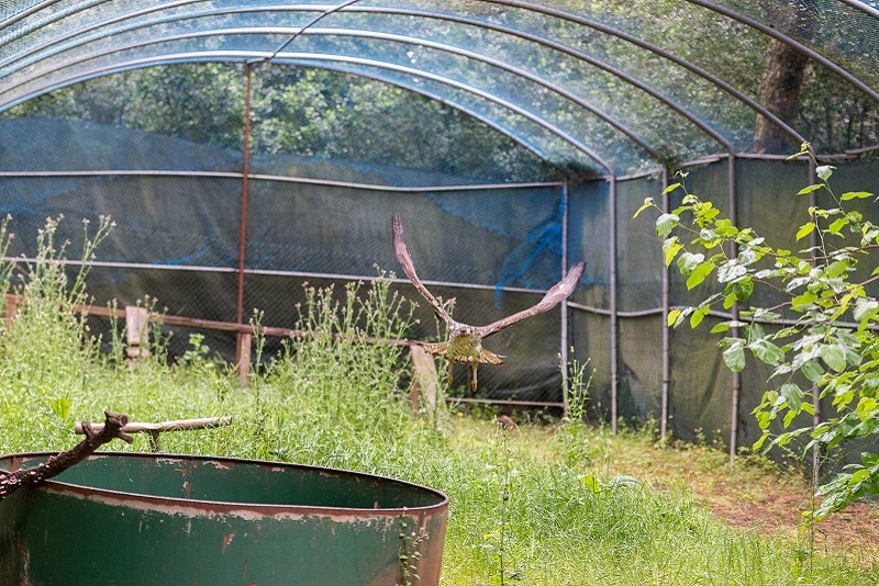 Centro de Recuperação de Animais Silvestres vai iniciar novas linhas de vigilância, técnicas de diagnóstico e terapêuticas Centro de Recuperação de Animais Silvestres vai iniciar novas linhas de vigilância, técnicas de diagnóstico e terapêuticas