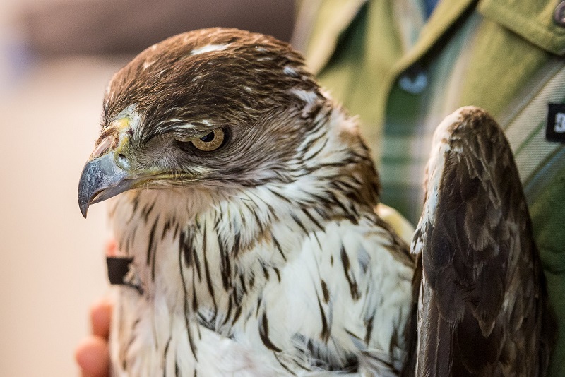 Centro de Recuperação de Animais Silvestres vai iniciar novas linhas de vigilância, técnicas de diagnóstico e terapêuticas Centro de Recuperação de Animais Silvestres vai iniciar novas linhas de vigilância, técnicas de diagnóstico e terapêuticas