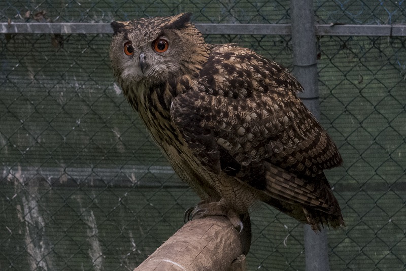 Centro de Recuperação de Animais Silvestres vai iniciar novas linhas de vigilância, técnicas de diagnóstico e terapêuticas