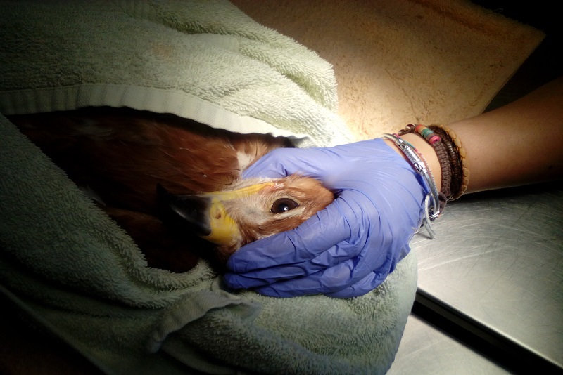 Centro de Recuperação de Animais Silvestres vai iniciar novas linhas de vigilância, técnicas de diagnóstico e terapêuticas Centro de Recuperação de Animais Silvestres vai iniciar novas linhas de vigilância, técnicas de diagnóstico e terapêuticas