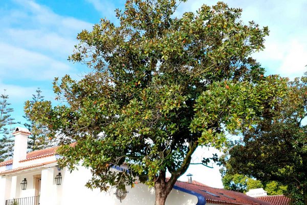 Copa de árvore