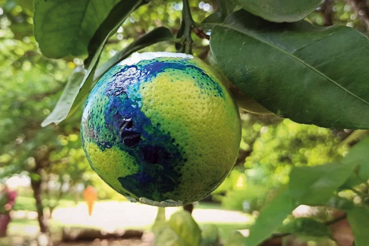 o mundo como um fruto