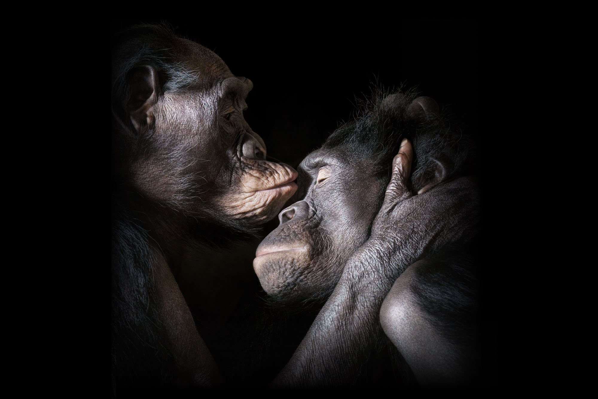 abraço de chimpanzés