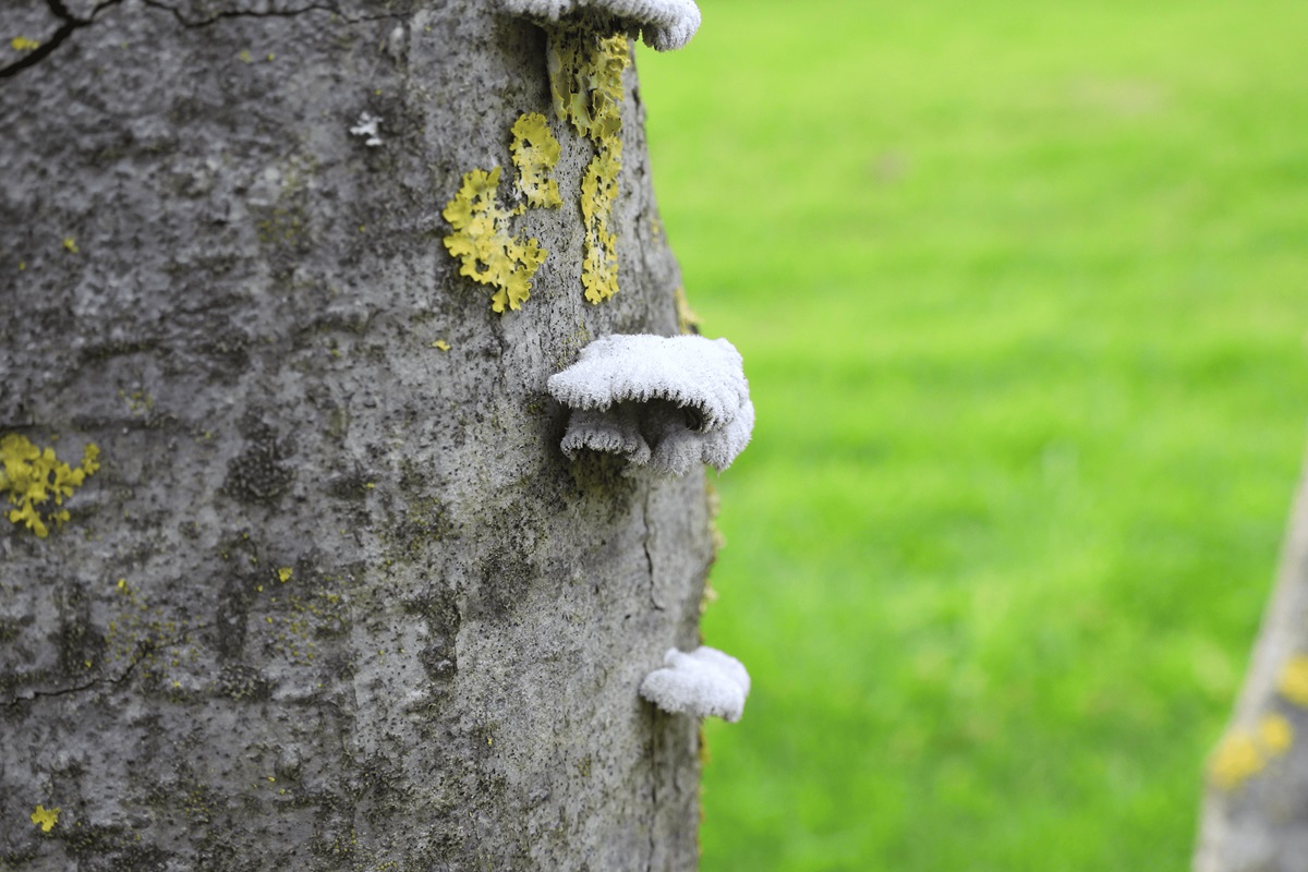 tronco de árvore com fungos