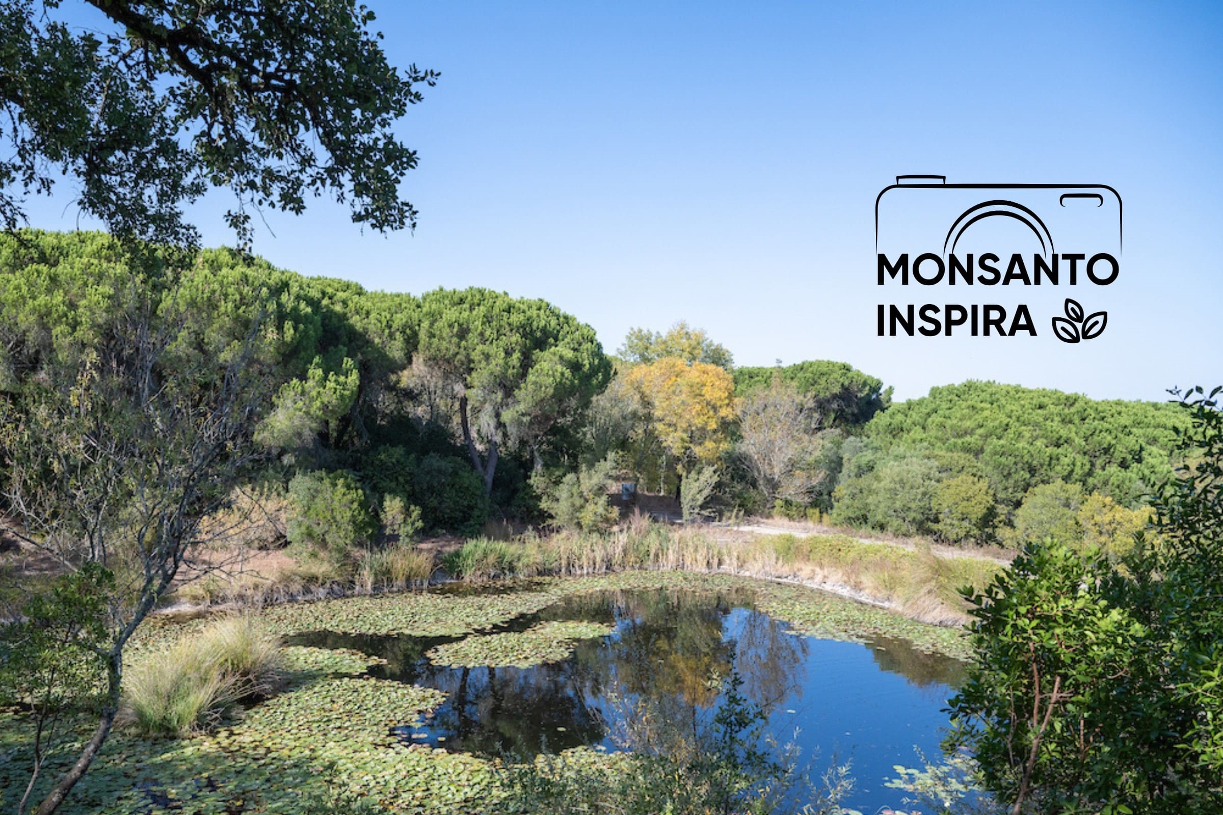 lago no parque florestal de monsanto