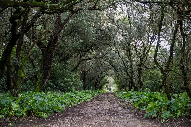 Parques e jardins municipais reabrem a 10 de fevereiro