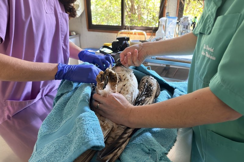 A águia foi devolvida à natureza depois de vários meses a recuperar de uma electrocussão no LxCRAS