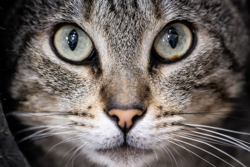 Município reforça Street Vet e aceita doação de mil microchips