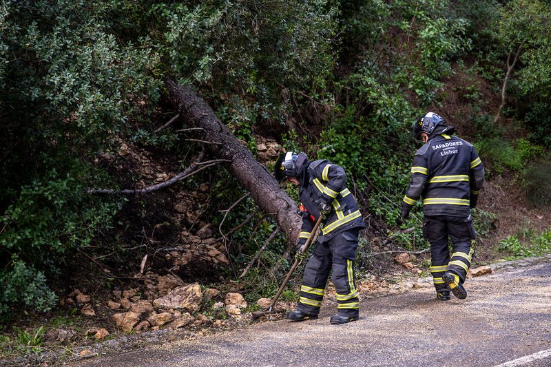 Das 56 ocorrências registadas em Lisboa nas últimas horas a maioria tem a ver com quedas de árvores