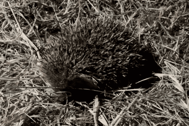 O ouriço-cacheiro contribui para o controlo natural de insetos e outros invertebrados