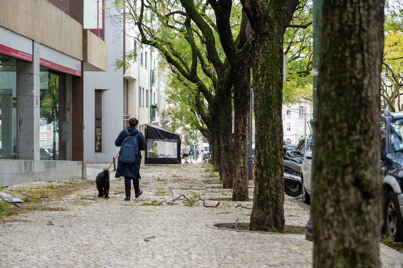 O vento poderá provocar queda de árvores ou ramos