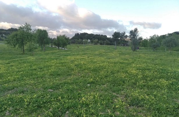 Prado de Sequeiro Biodiverso na Bela Vista 